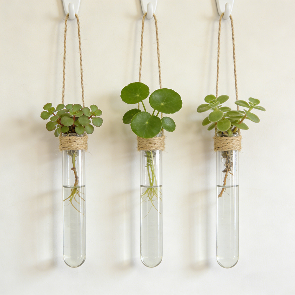 Aloe Vera Pot - Hydroponic Flower Vase Wall-Mounted Test-Tube Vase