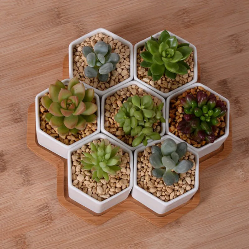 Set of 4/7/9/10 Hexagon Flower - Aloe Vera Pot recension och pris