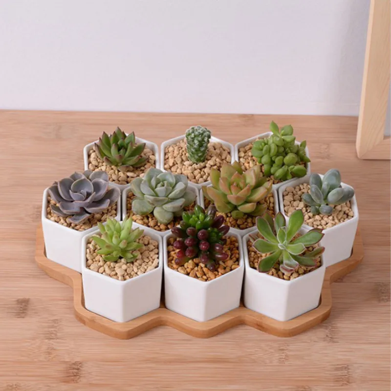 Set of 4/7/9/10 Hexagon Flower - Aloe Vera Pot recension och pris