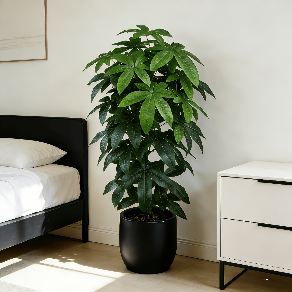 An Artificial Money Tree Pachi - Monstera Adansonii recension och pris